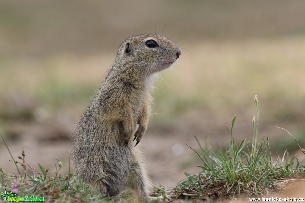 Sysel obecný - Spermophilus citellus - Foto Irena Wenischová 0117 (1)