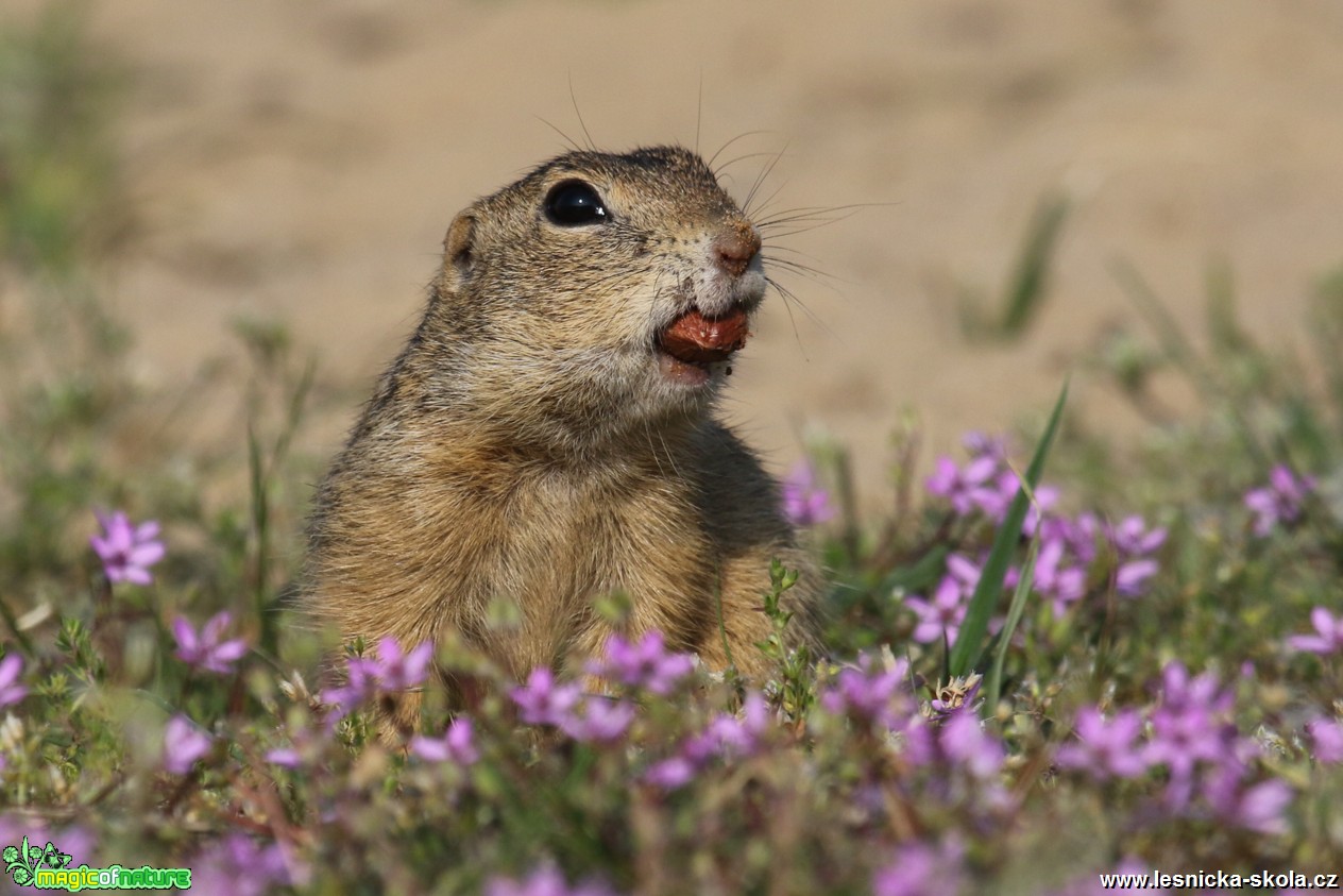 Sysel obecný - Spermophilus citellus - Foto Irena Wenischová 0117 (5)