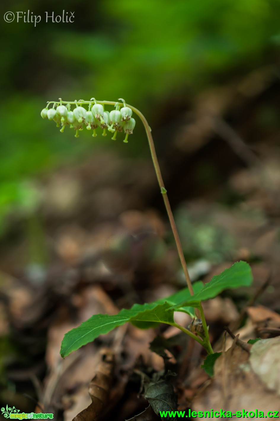 Hruštice jednostranná - Orthilia secunda - Foto Filip Holič