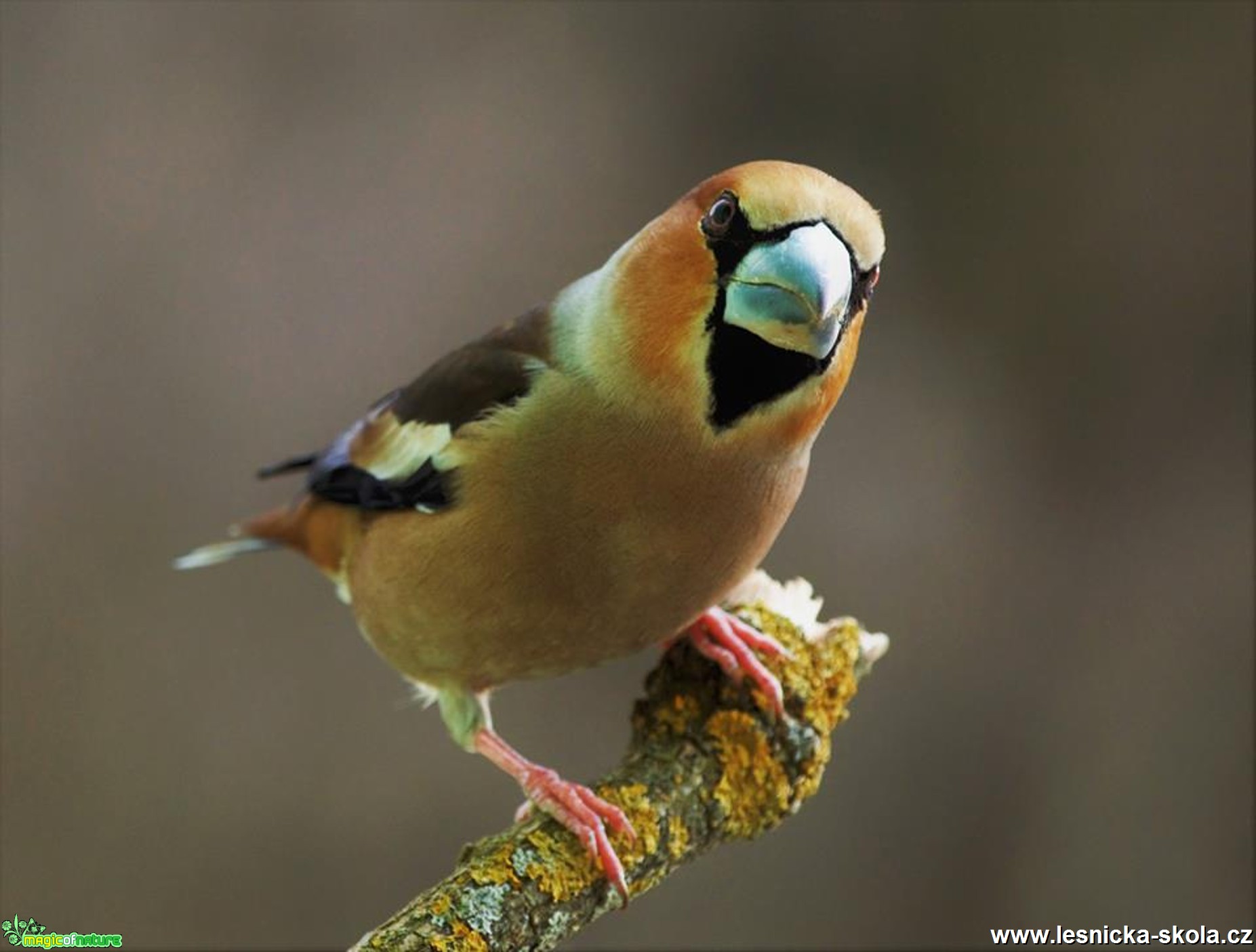 Dlask tlustozobý - Coccothraustes coccothraustes - Foto Dušan Sedláček 0117 (1)