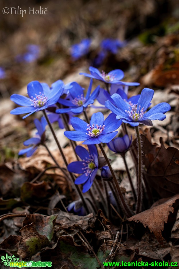 Jaterník trojlaločný (podléška) - Hepatica nobilis - Foto Filip Holič