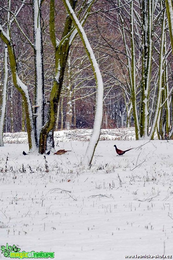 Toulky kolem Mostu - Foto Pavel Ulrych (4)