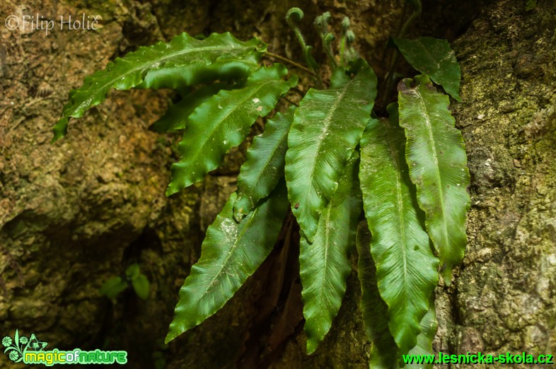 Jelení jazyk celolistý - Phyllitis scolopendrium - Foto Filip Holič