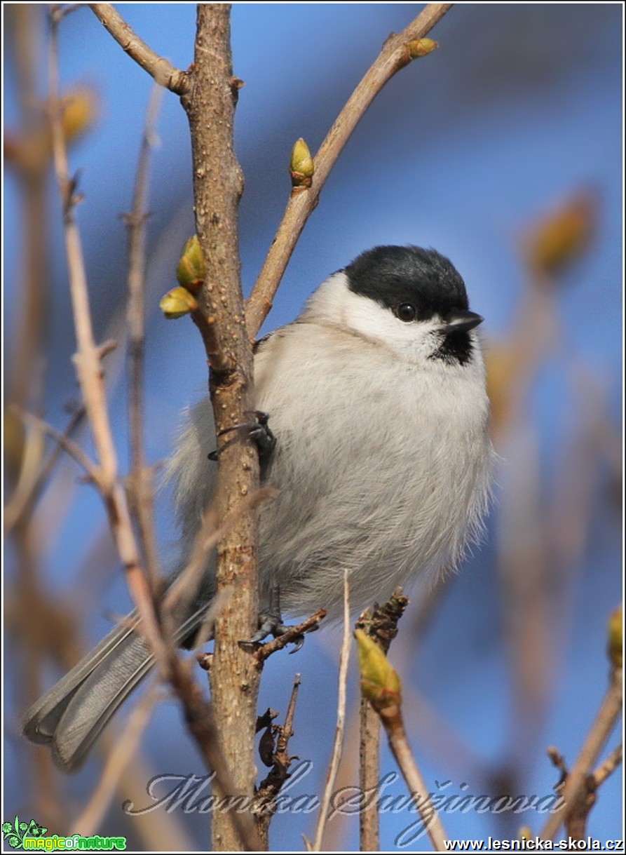 Sýkora babka - Parus palustris - Foto Monika Suržinová 0117