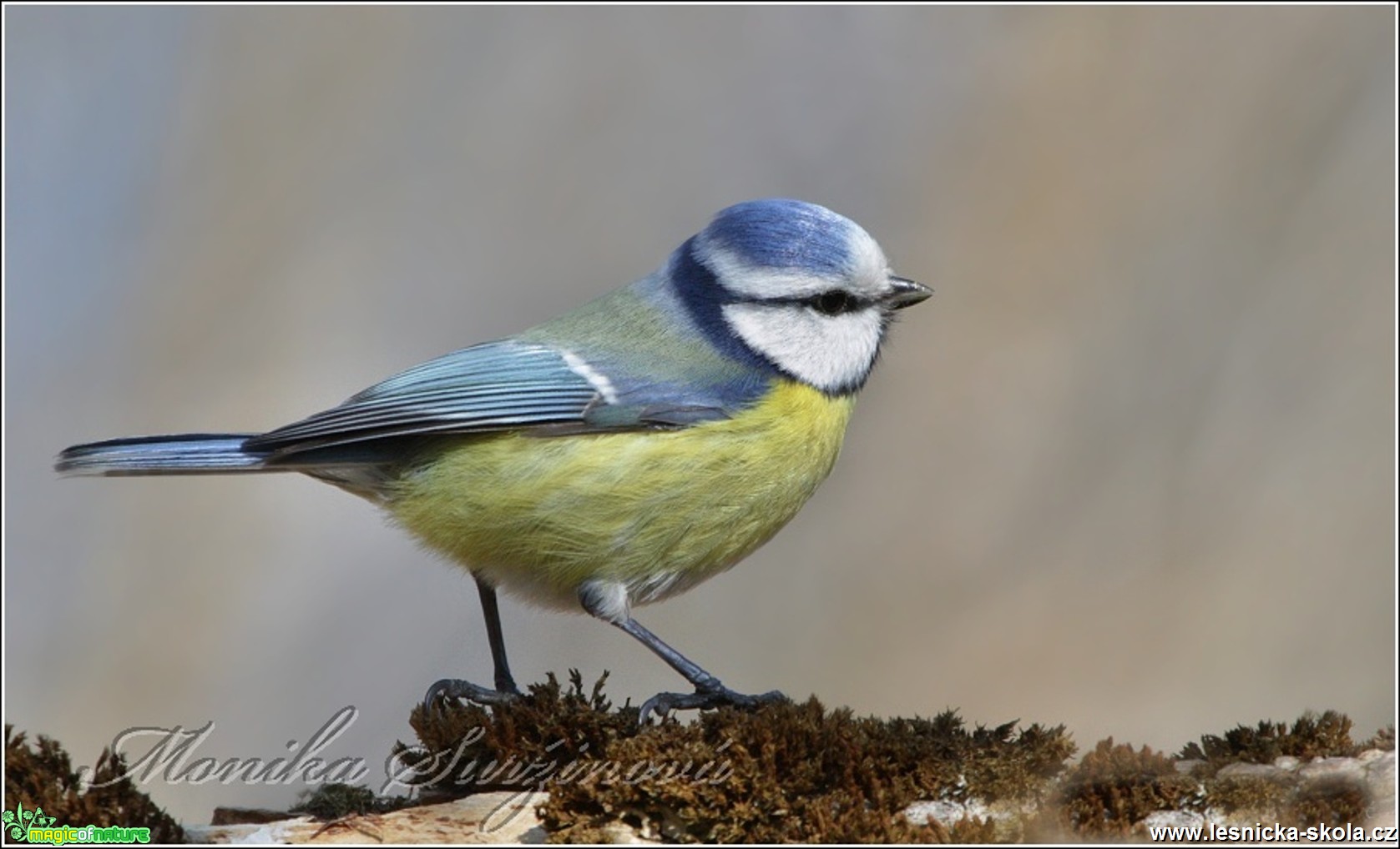 Sýkora modřinka - Cyanistes caeruleus - Foto Monika Suržinová 0117 (1)