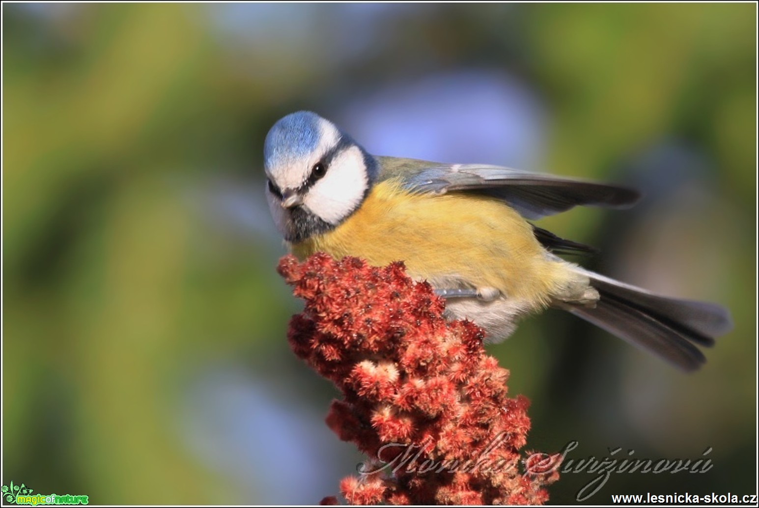 Sýkora modřinka - Cyanistes caeruleus - Foto Monika Suržinová 0117 (2)