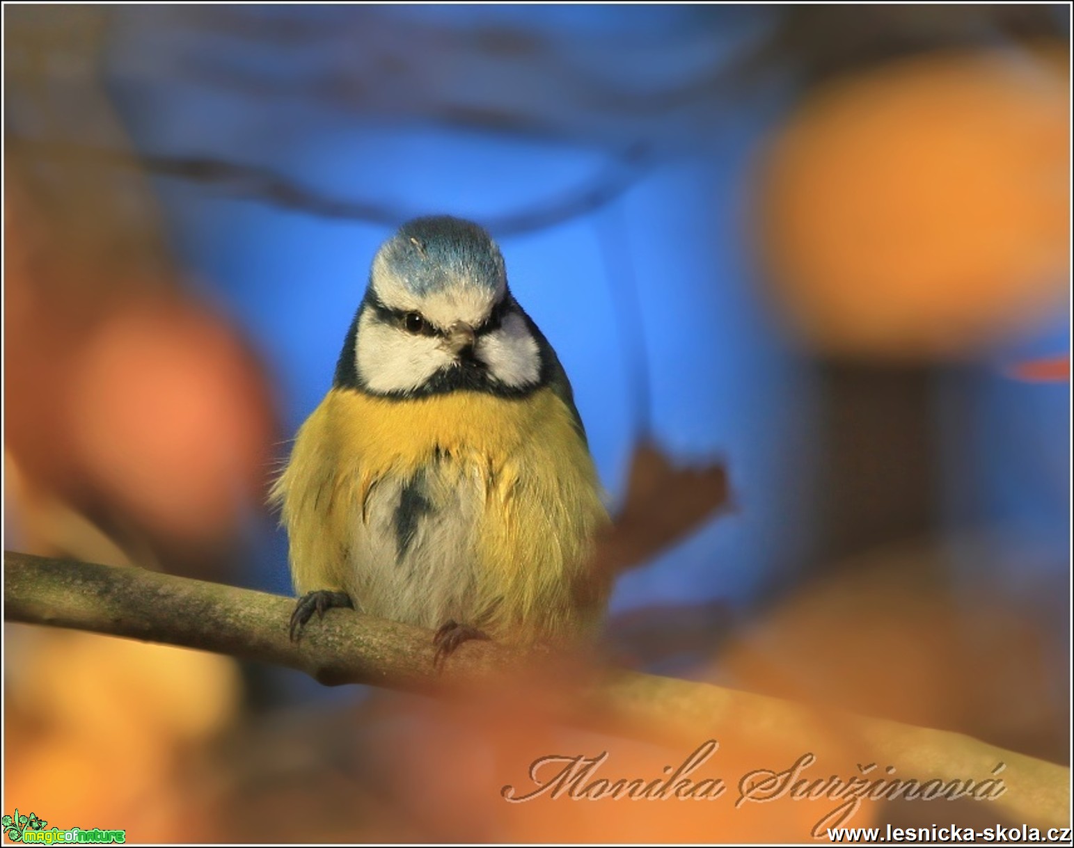 Sýkora modřinka - Cyanistes caeruleus - Foto Monika Suržinová 0117 (3)