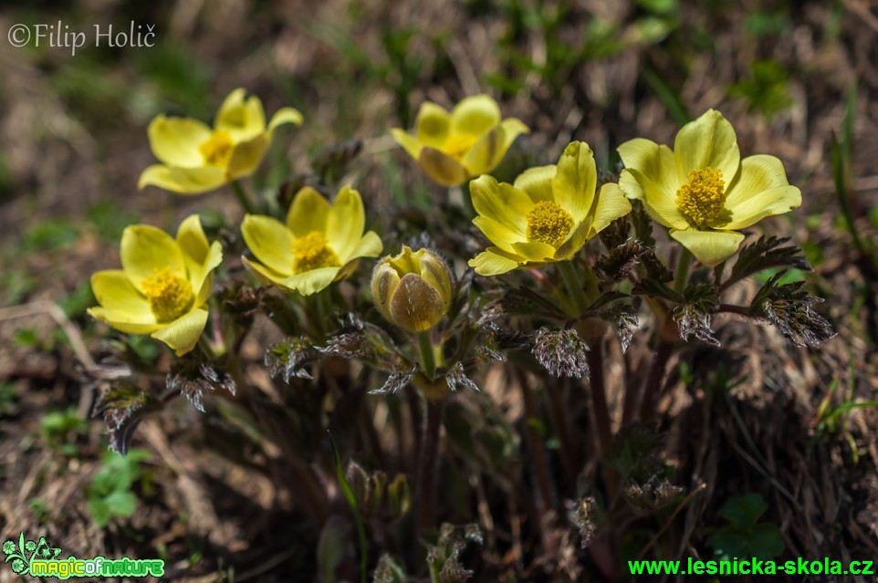 Koniklec alpinský celerolistý - Pulsatilla alpina subsp. apiifolia - Foto Filip Holič