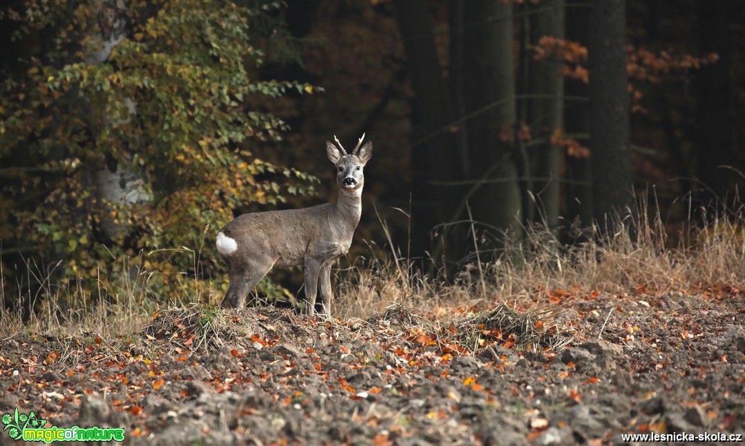 Srnec obecný - Capreolus capreolus - Foto Lukáš Zahrádka (1)