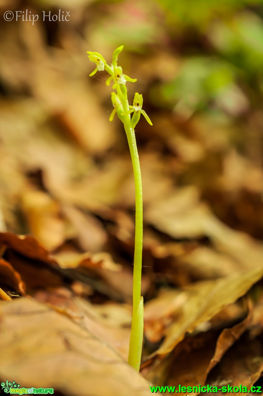 Korálice trojklaná - Corallorhiza trifida - Foto Filip Holič