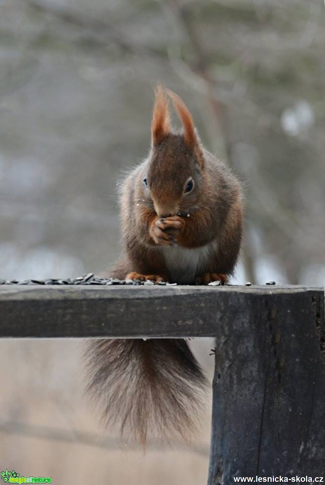 Veverka obecná - Sciurus vulgaris - Foto Marie Vykydalová 0117 (1)