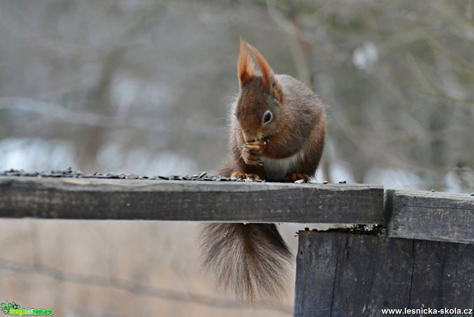 Veverka obecná - Sciurus vulgaris - Foto Marie Vykydalová 0117 (2)