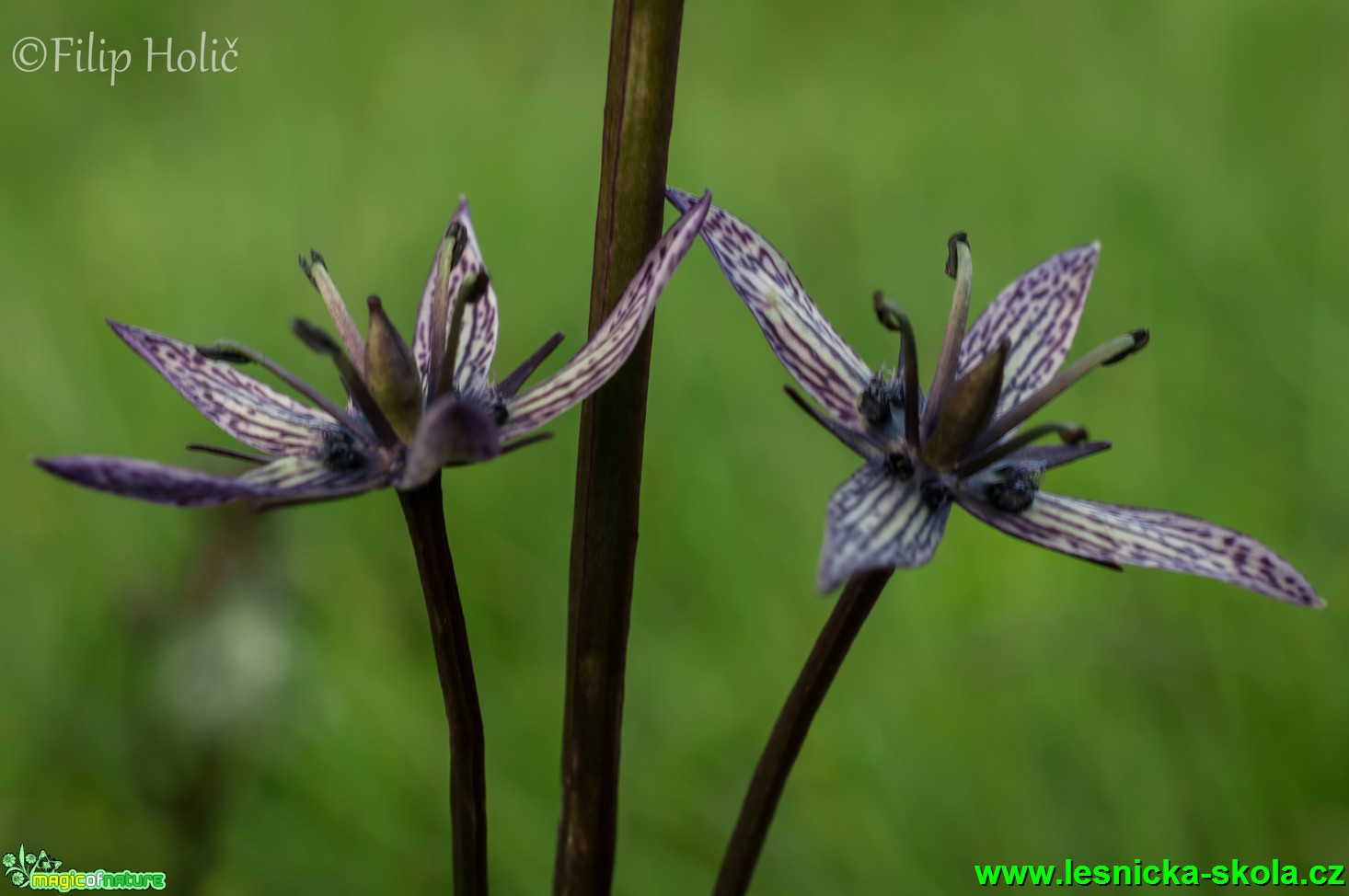 Kropenáč vytrvalý - Swertia perennis - Foto Filip Holič