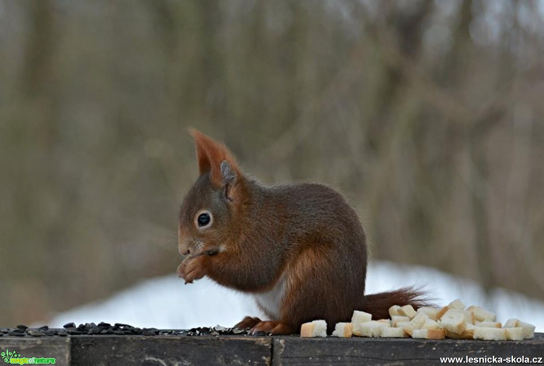 Veverka obecná - Sciurus vulgaris - Foto Marie Vykydalová 0117 (5)