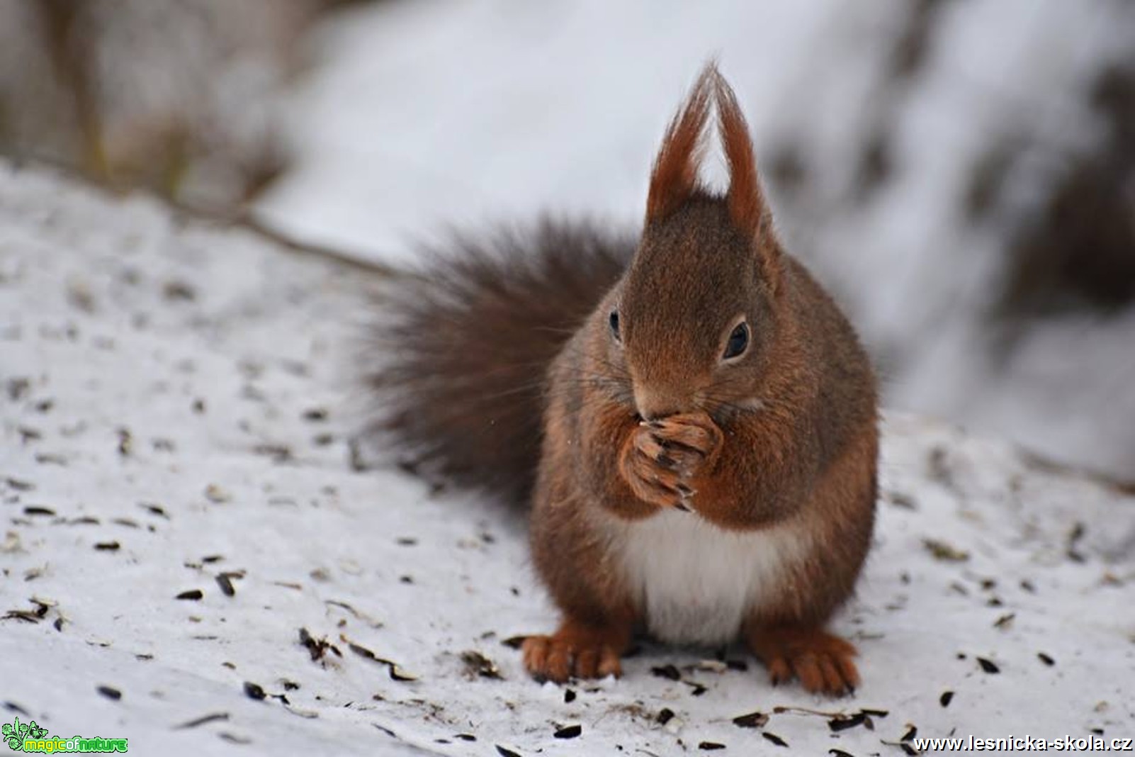 Veverka obecná - Sciurus vulgaris - Foto Marie Vykydalová 0117 (8)