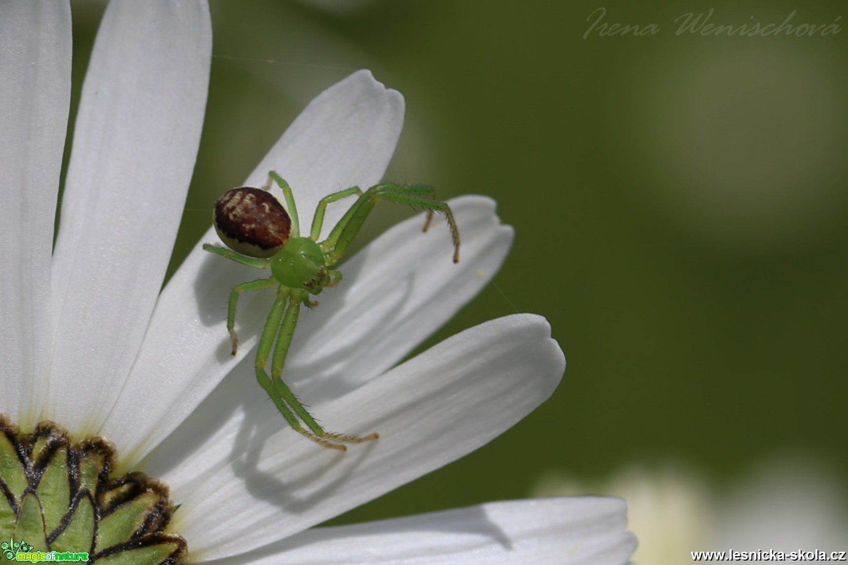 Běžník zelený - Diaea dorsata - Foto Irena Wenischová 0117