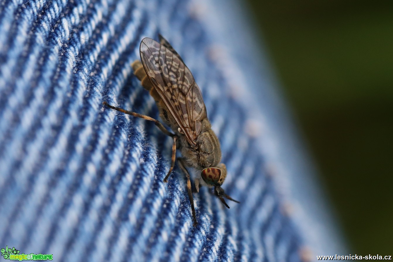 Bzikavka dešťová - Haematopota pluvialis - Foto Irena Wenischová 0117