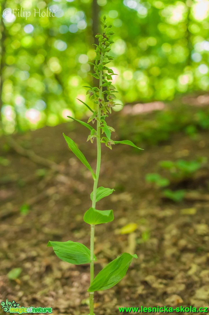 Kruštík ostrokvětý pravý - Epipactis leptochila subsp. leptochila - Foto Filip Holič (1)