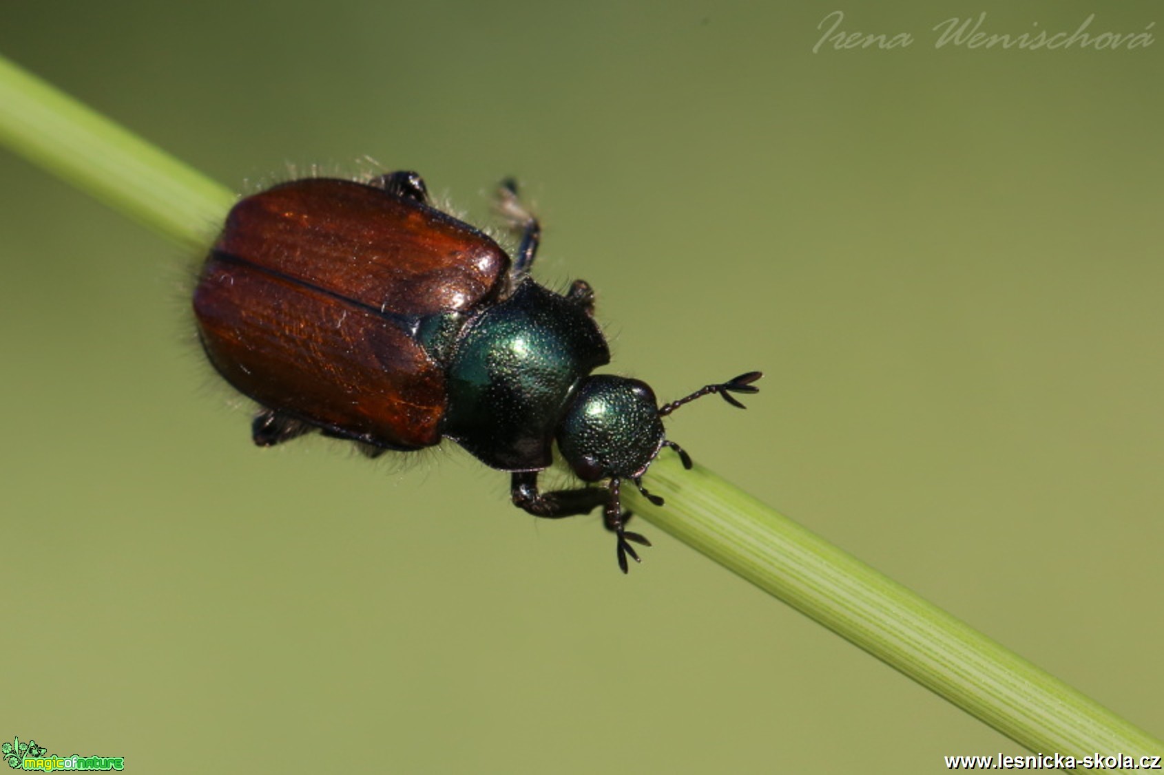 Listokaz zahradní - Phyllopertha horticola - Foto Irena Wenischová 0117