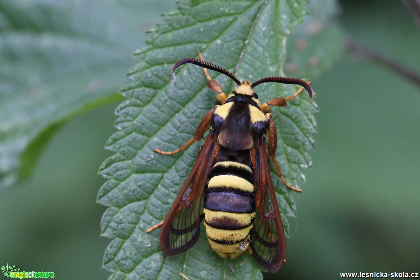 Nesytka sršňová - Sesia apiformis - Foto Irena Wenischová 0117