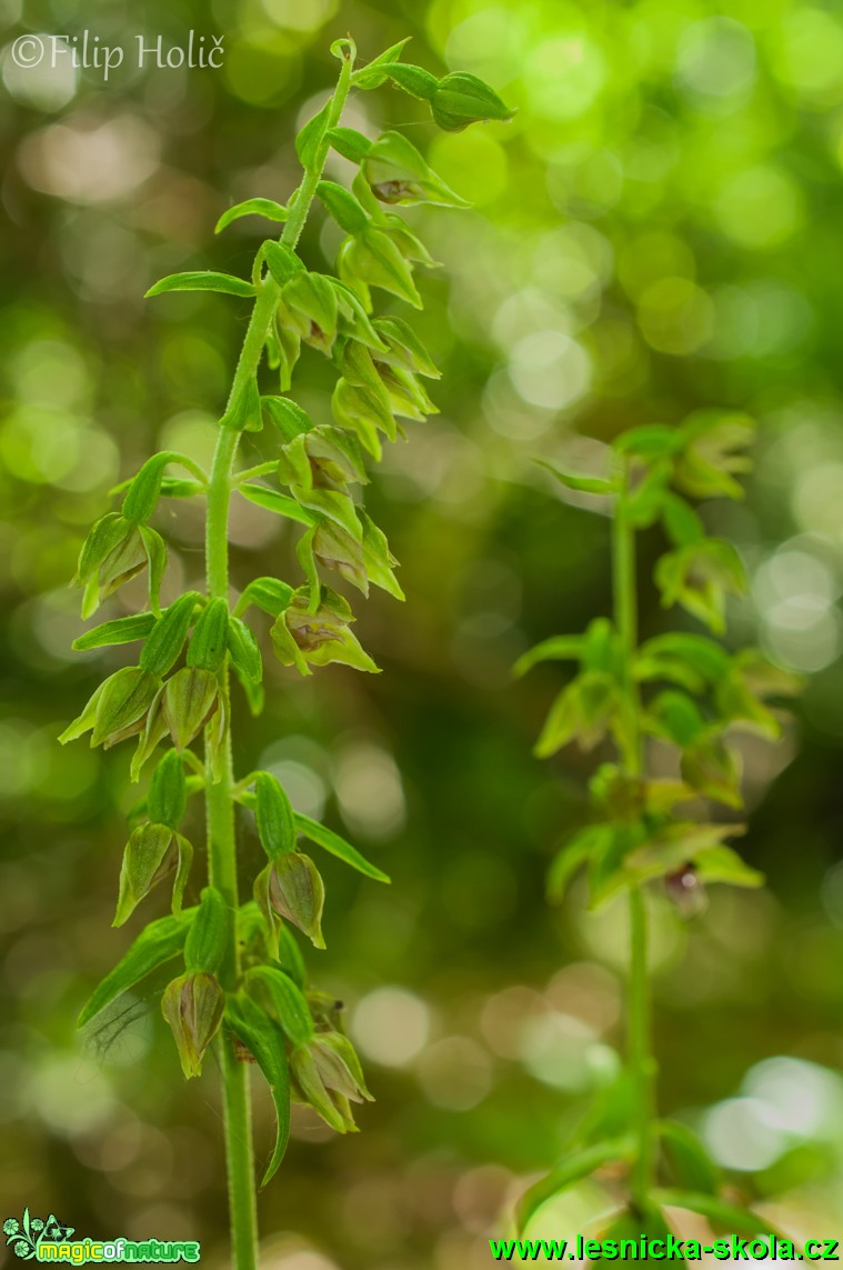 Kruštík ostrokvětý pravý - Epipactis leptochila subsp. leptochila - Foto Filip Holič