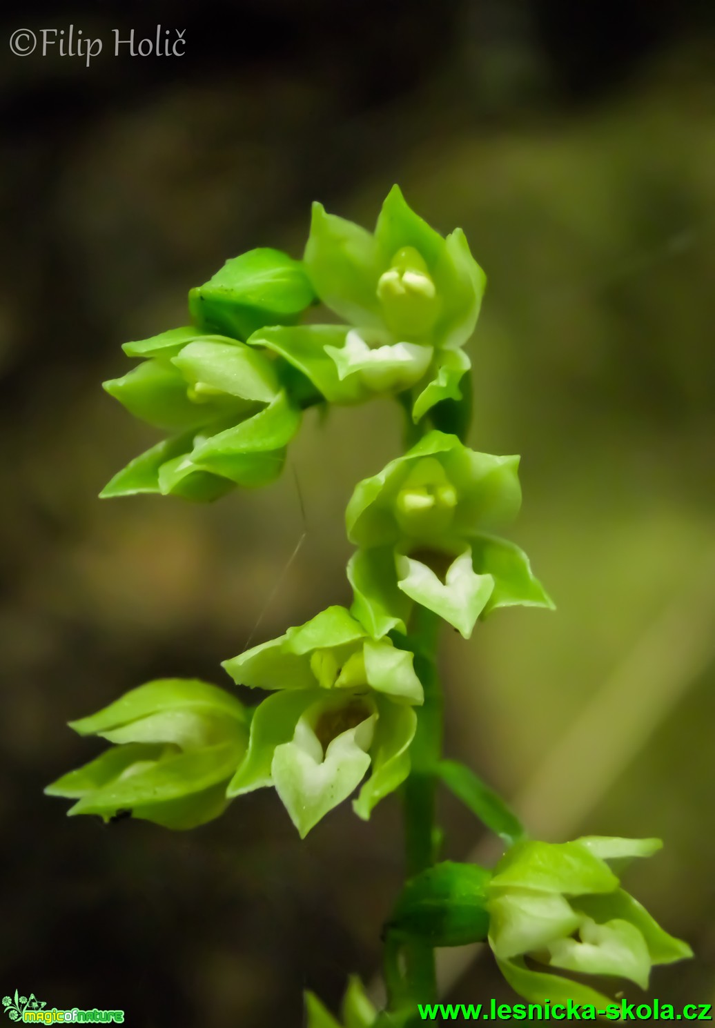 Kruštík polabský - Epipactis albensis - Foto Filip Holič