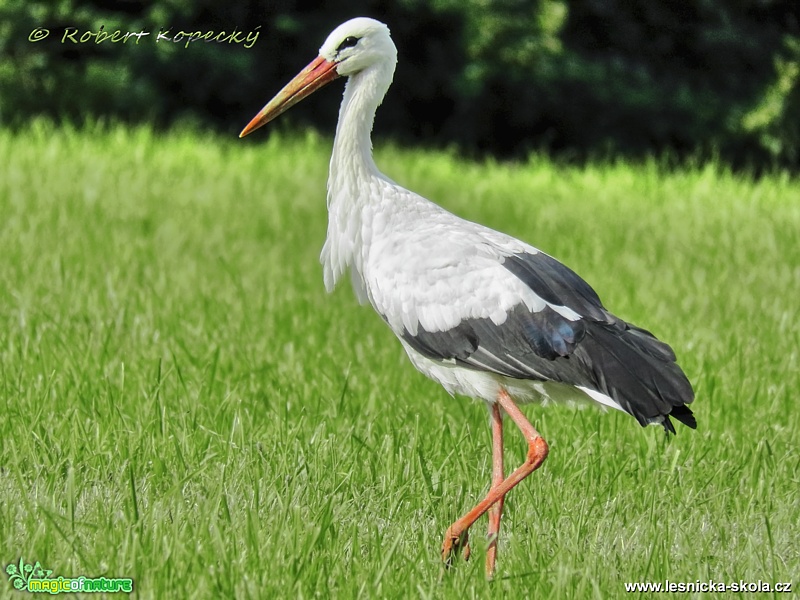 Čáp bílý - Ciconia ciconia - Foto Robert Kopecký 0217