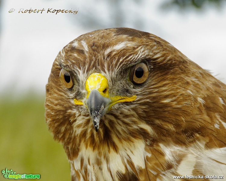 Káně lesní - Buteo buteo - Foto Robert Kopecký 0217