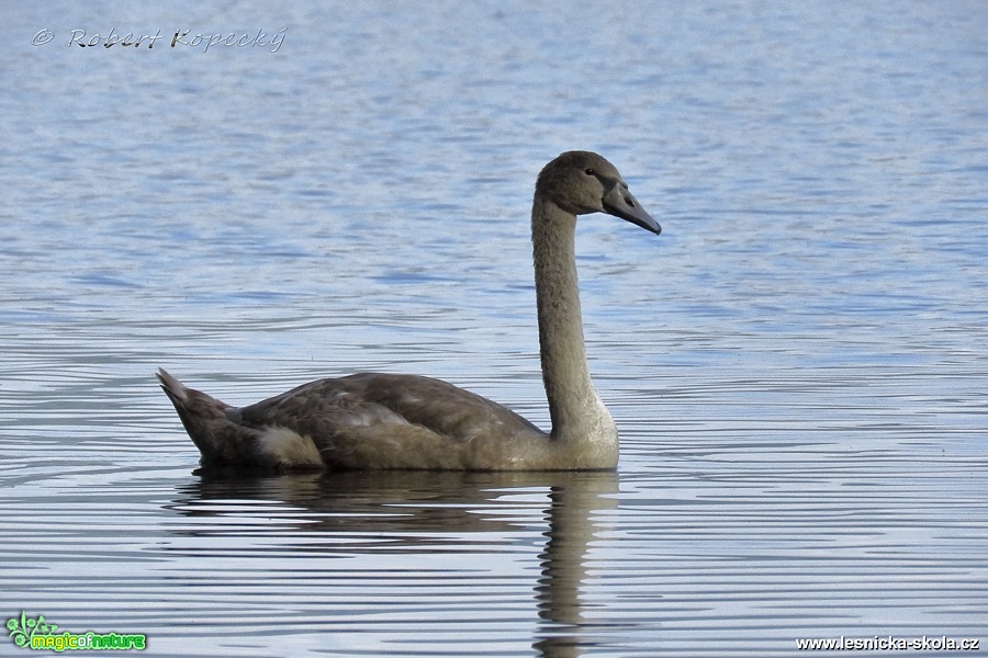 Labuť velká - Cygnus olor - Foto Robert Kopecký 0217