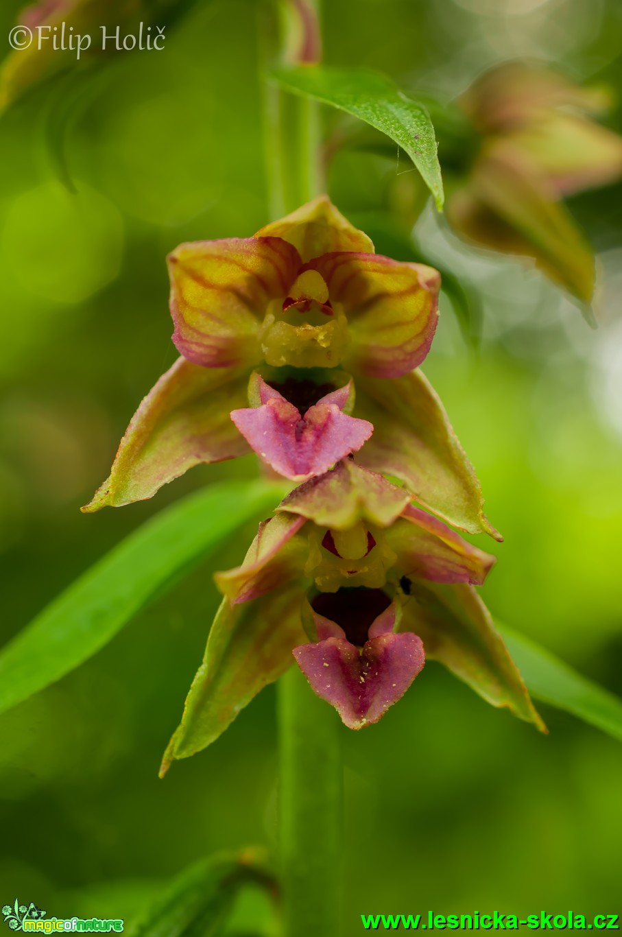 Kruštík širolistý - Epipactis helleborine - Foto Filip Holič