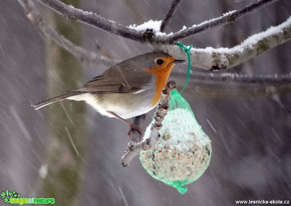 Červenka obecná - Erithacus rubecula - Foto Miloslav Míšek 0117