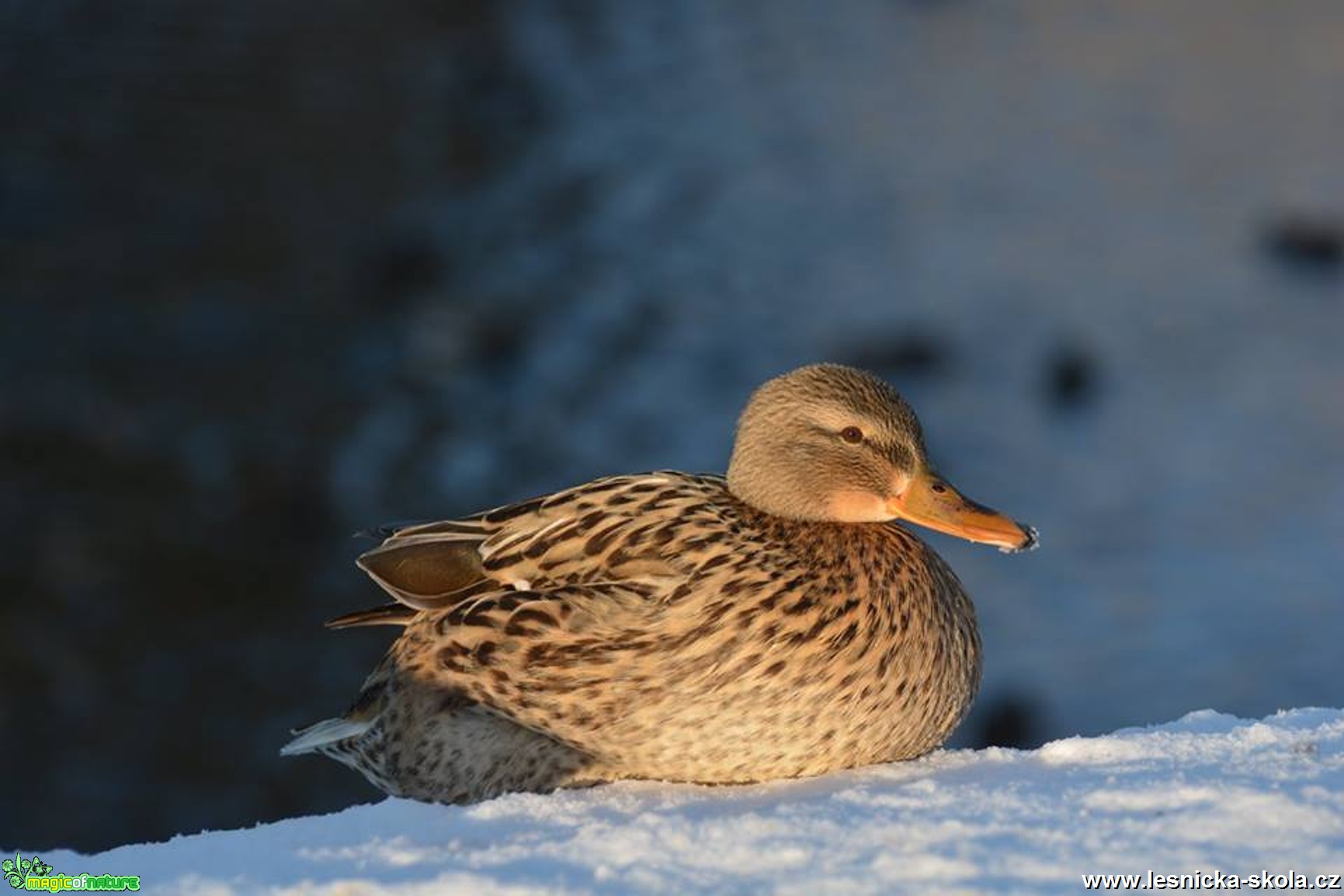 Kachna divoká - Anas platyrhynchos - Foto Marie Vykydalová 0217 (3)