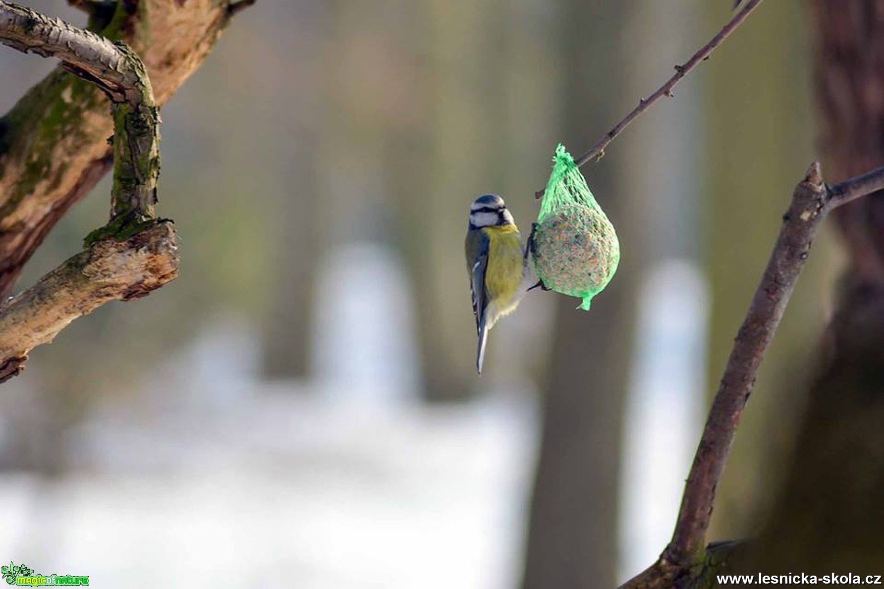 Sýkora modřinka - Parus caeruleus - Foto Pavel Ulrych 0217 (1)