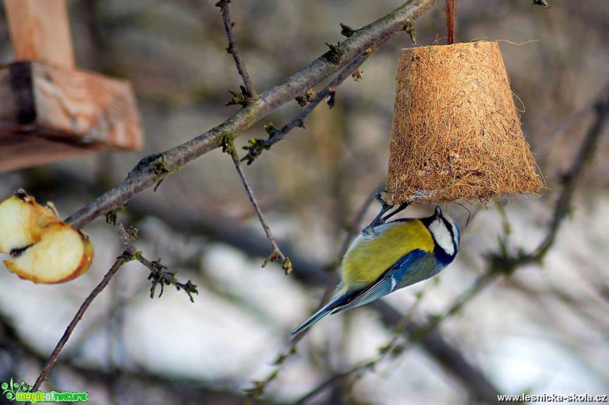 Sýkora modřinka - Parus caeruleus - Foto Pavel Ulrych 0217 (3)