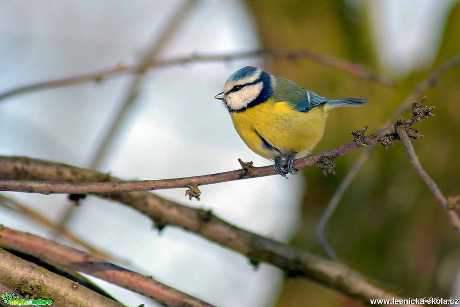 Sýkora modřinka - Parus caeruleus - Foto Pavel Ulrych 0217 (5)