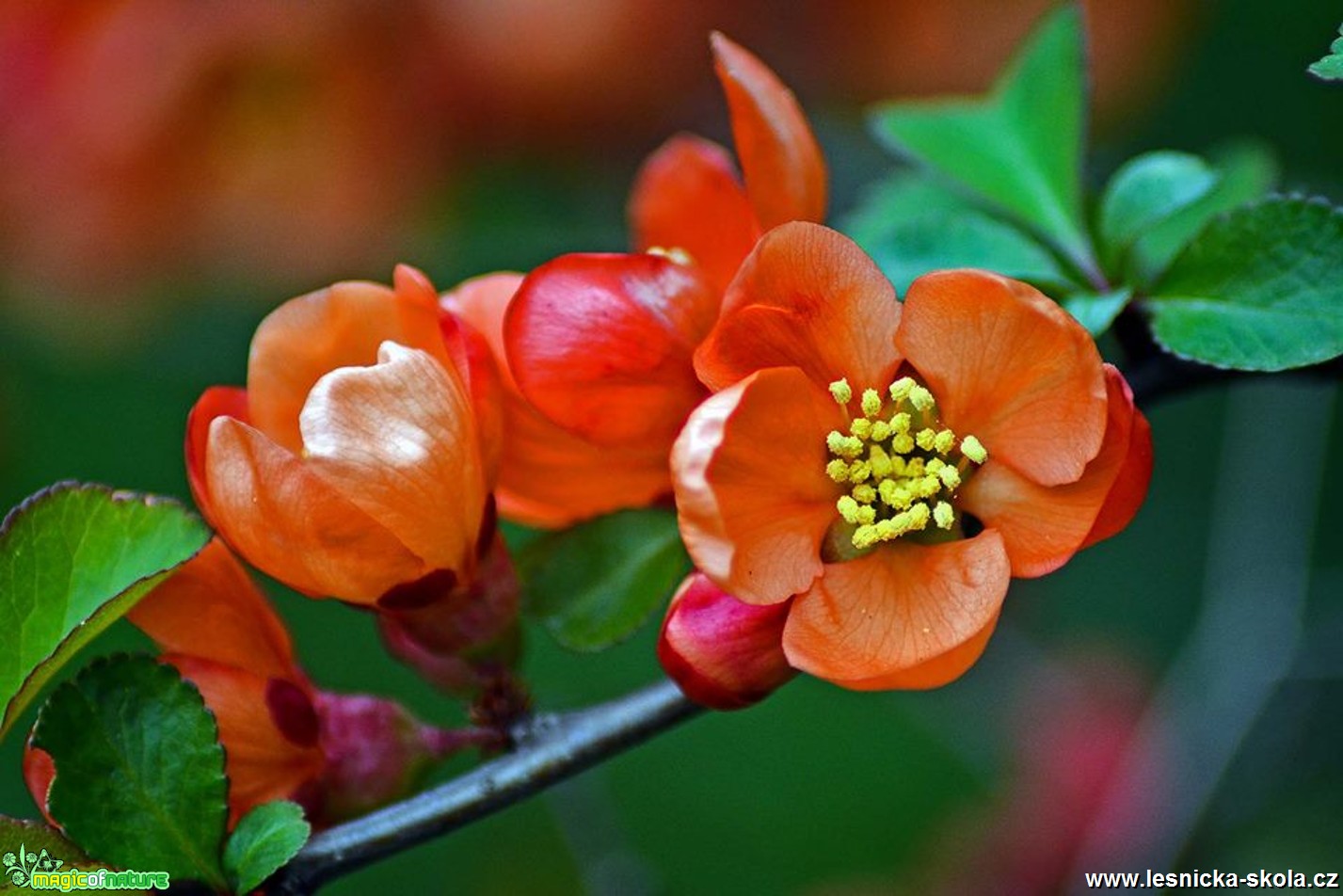 Krása květů - Foto Pavel Ulrych 0217
