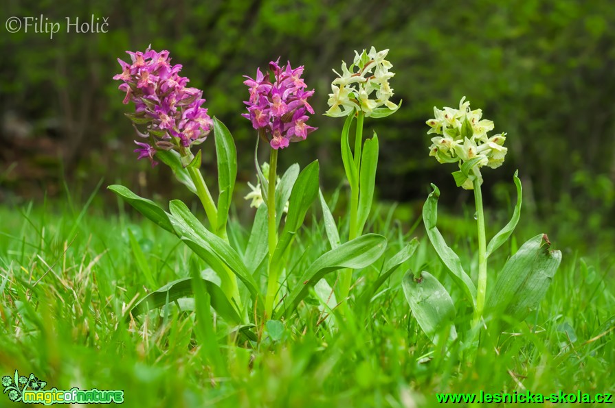 Prstnatec bezový - Dactylorhiza sambucina - Foto Filip Holič (1)