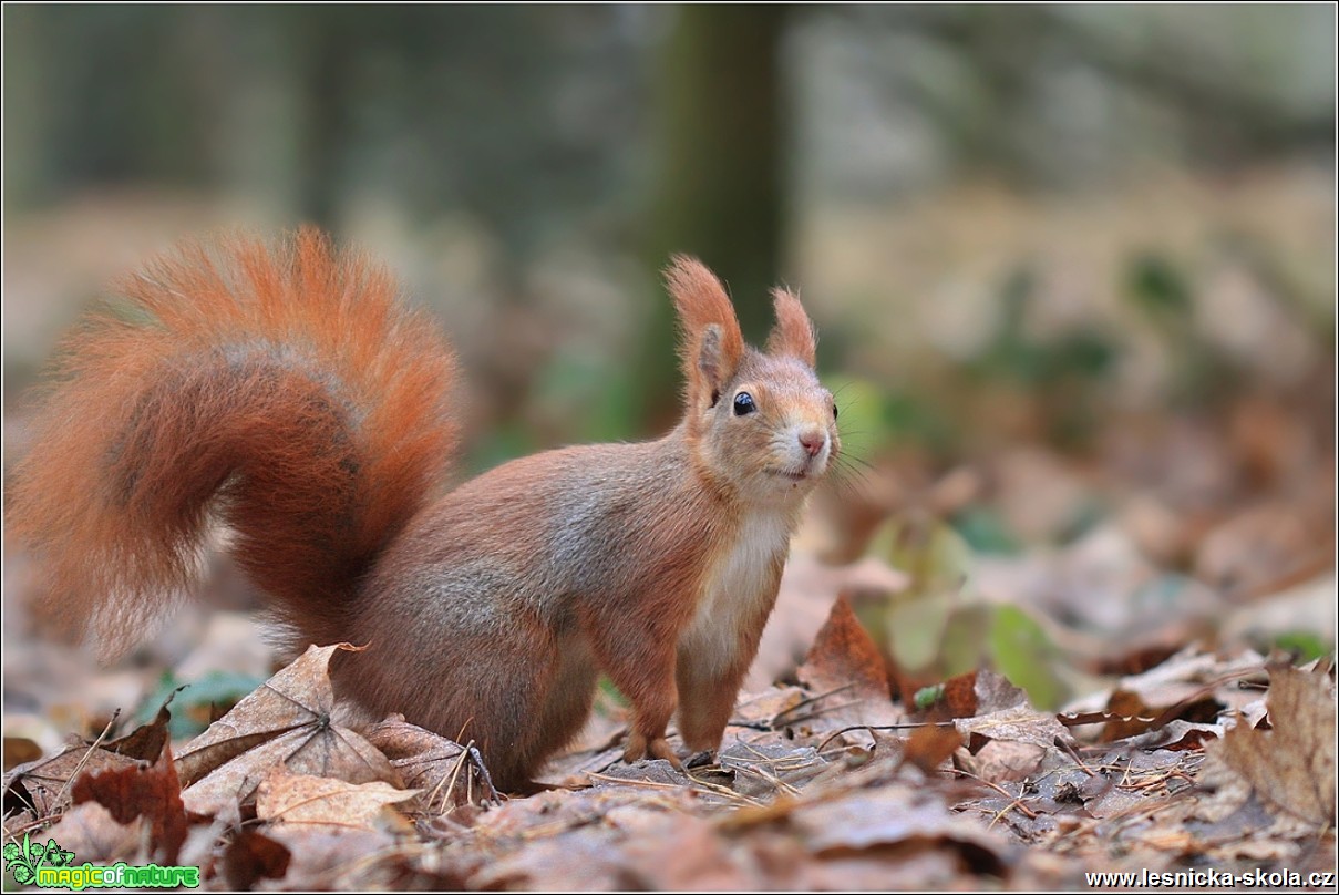 Veverka obecná - Sciurus vulgaris - Foto Monika Suržinová 0217 (2)