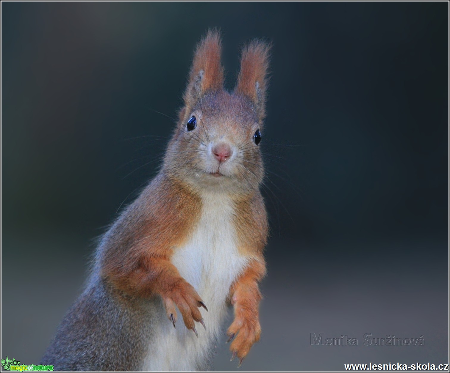 Veverka obecná - Sciurus vulgaris - Foto Monika Suržinová 0217 (4)