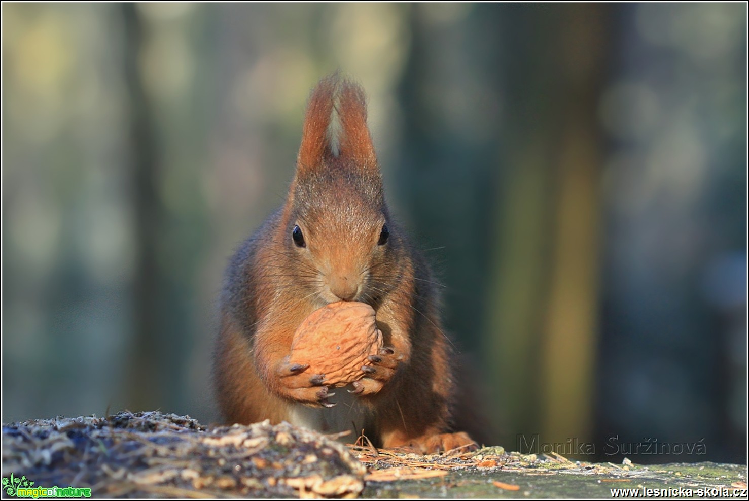 Veverka obecná - Sciurus vulgaris - Foto Monika Suržinová 0217 (7)