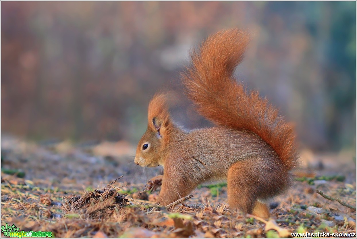 Veverka obecná - Sciurus vulgaris - Foto Monika Suržinová 0217 (8)