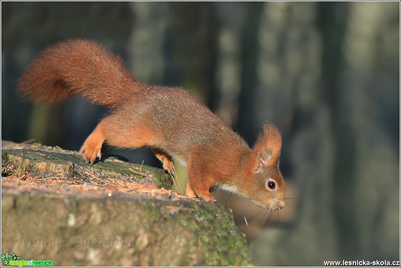 Veverka obecná - Sciurus vulgaris - Foto Monika Suržinová 0217 (9)