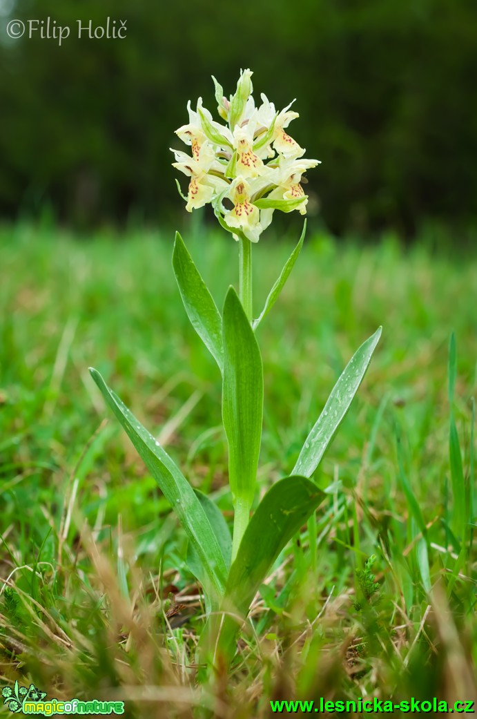 Prstnatec bezový - Dactylorhiza sambucina - Foto Filip Holič