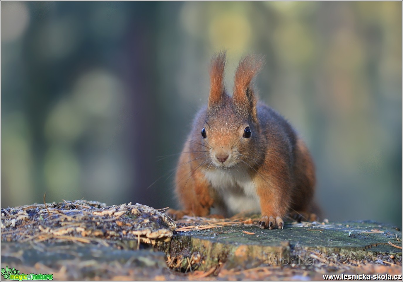 Veverka obecná - Sciurus vulgaris - Foto Monika Suržinová 0217 (12)