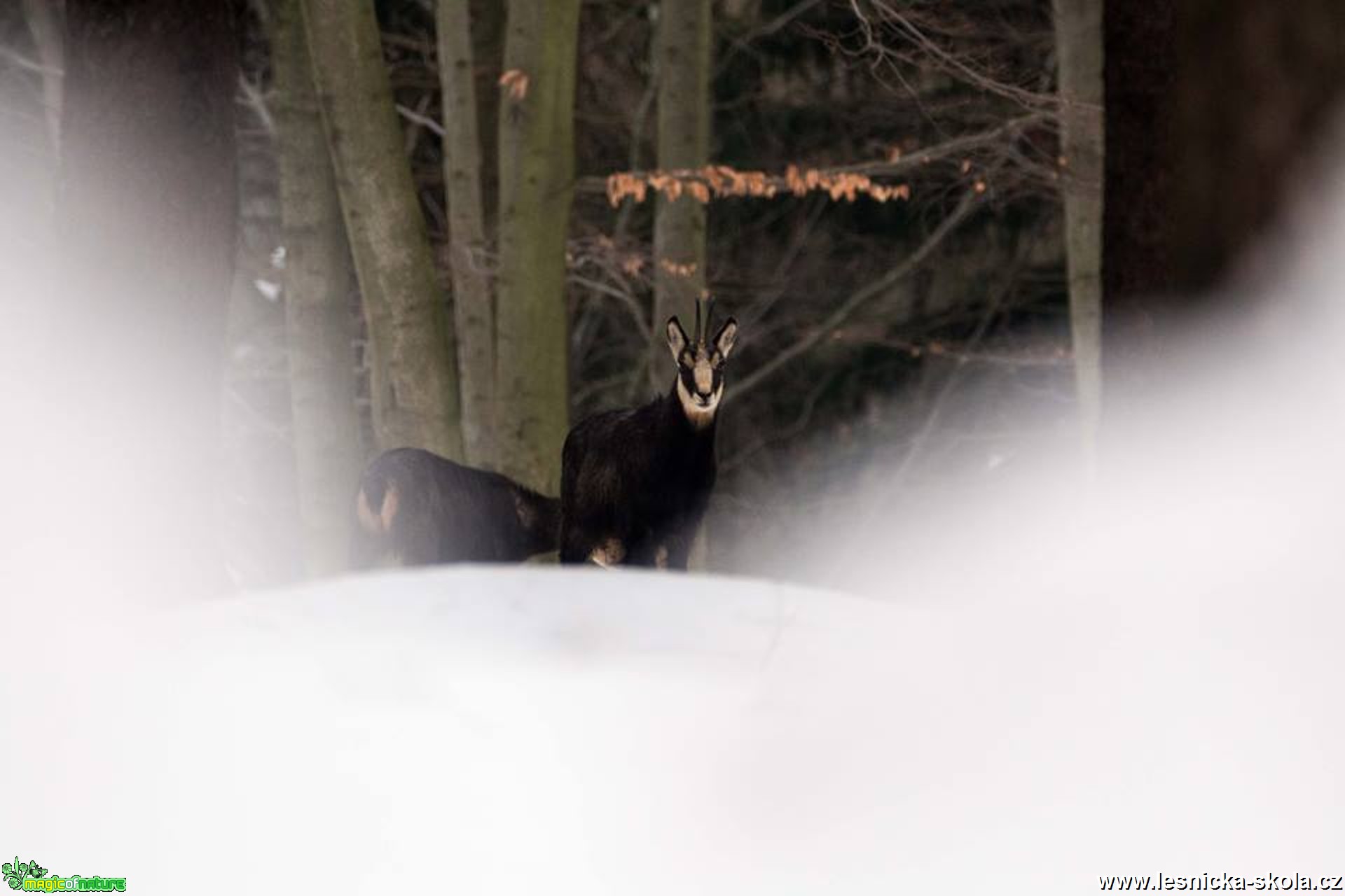 Kamzičí zvěř - Foto Lukáš Málek 0217