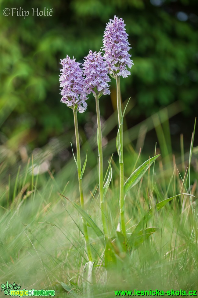 Prstnatec Fuchsův chladnomilný - Dactylorhiza fuchsii subsp. sudetica - Foto Filip Holič