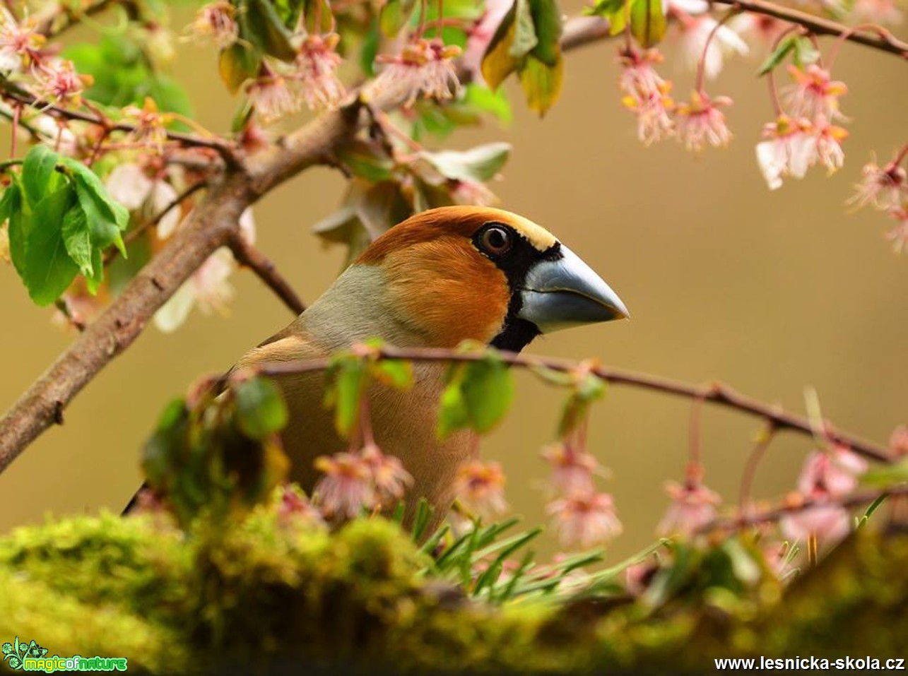 Dlask tlustozobý - Coccothraustes coccothraustes - Foto Dušan Sedláček 0217