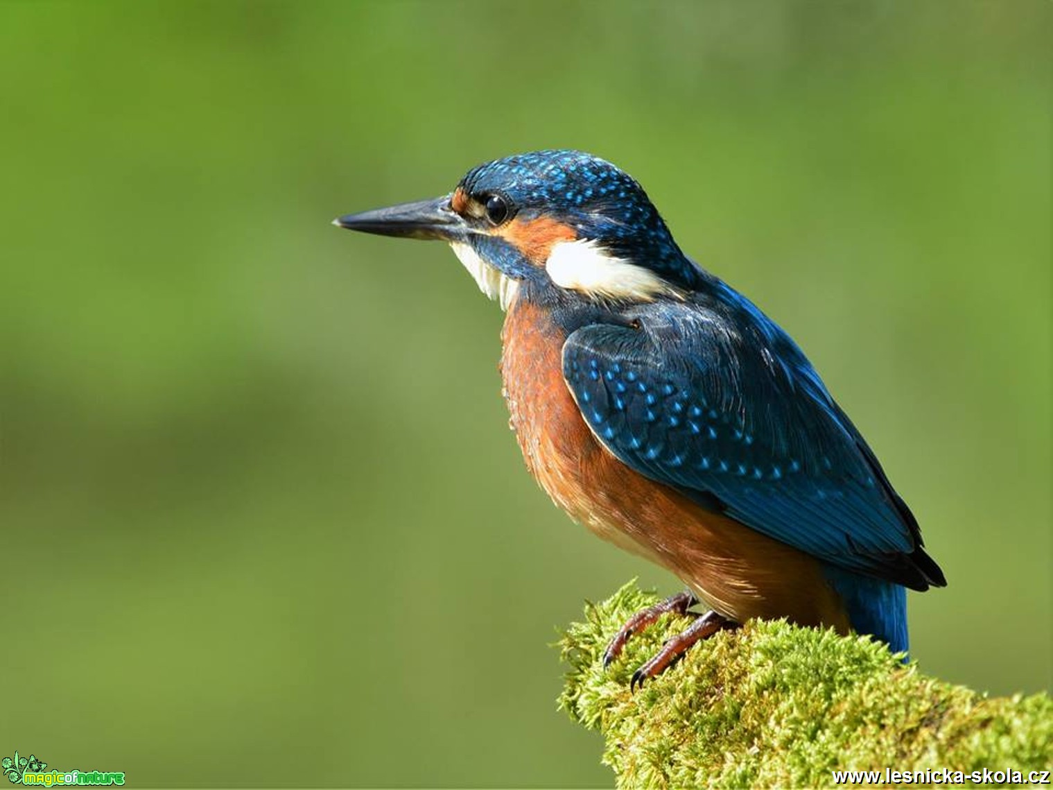 Ledňáček říční - Alcedo atthis - Foto Dušan Sedláček 0217