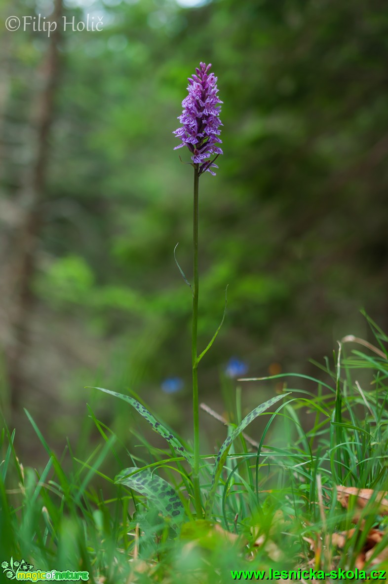 Prstnatec plamatý - Dactylorhiza maculata - Foto Filip Holič