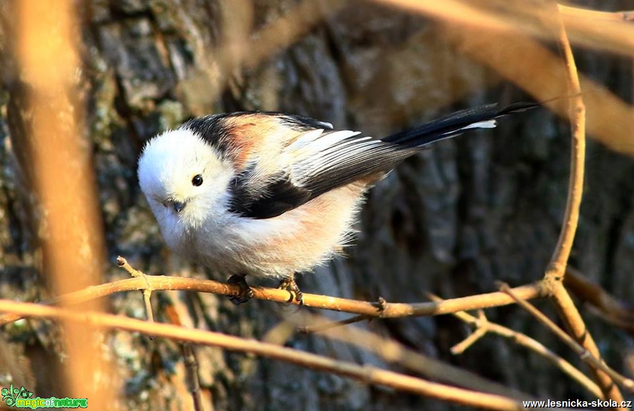 Mlynařík dlouhoocasý - Aegithalos caudatus - Foto Pavel Balazka 0217